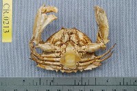 Common box crab Collection Image, Figure 2, Total 6 Figures